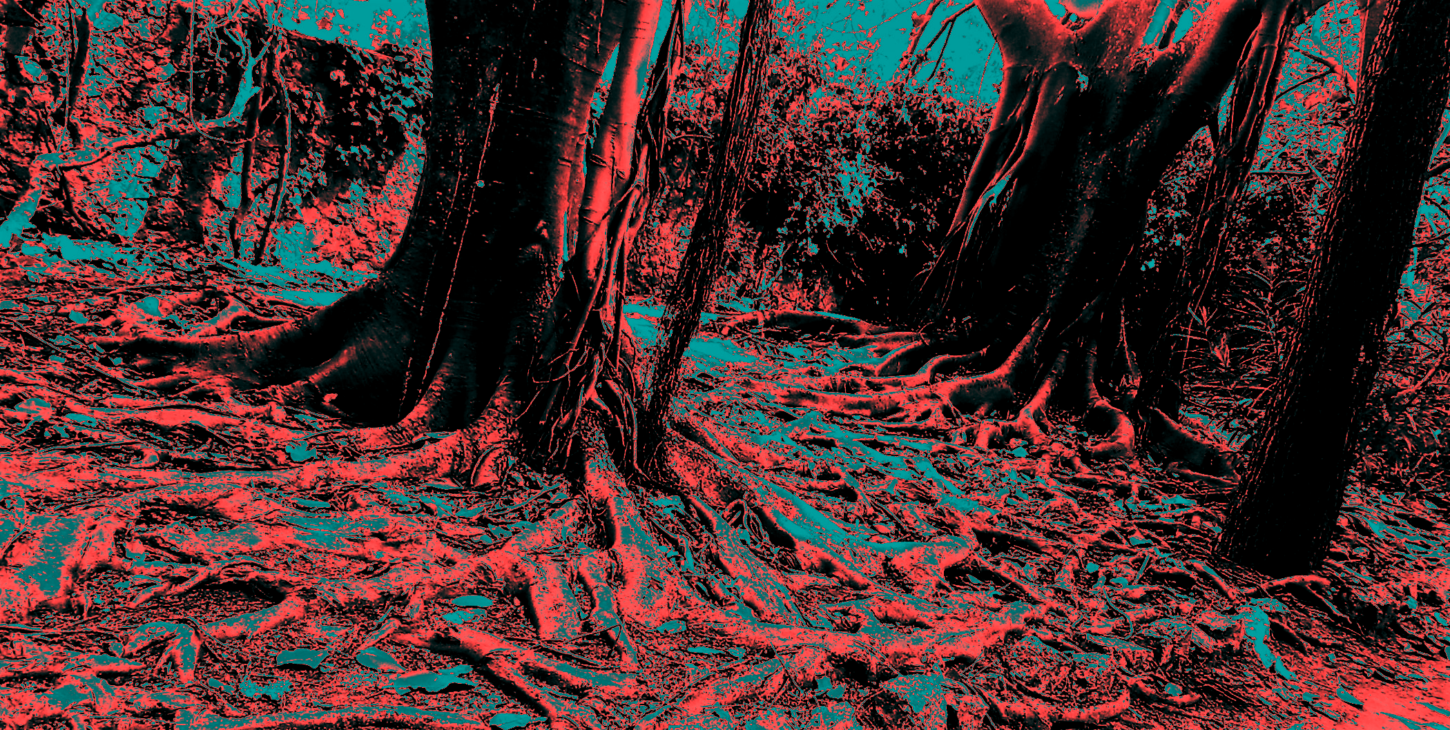 A warped image of trees